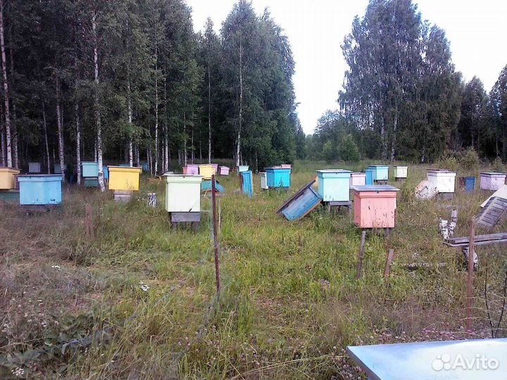 Продам пчел с ульями (пчелосемьи)