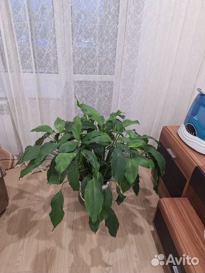 Спатифиллум