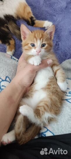 Рыжие котята в добрые руки