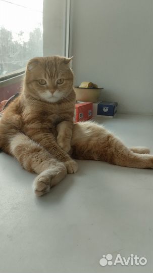 Котик шотладский