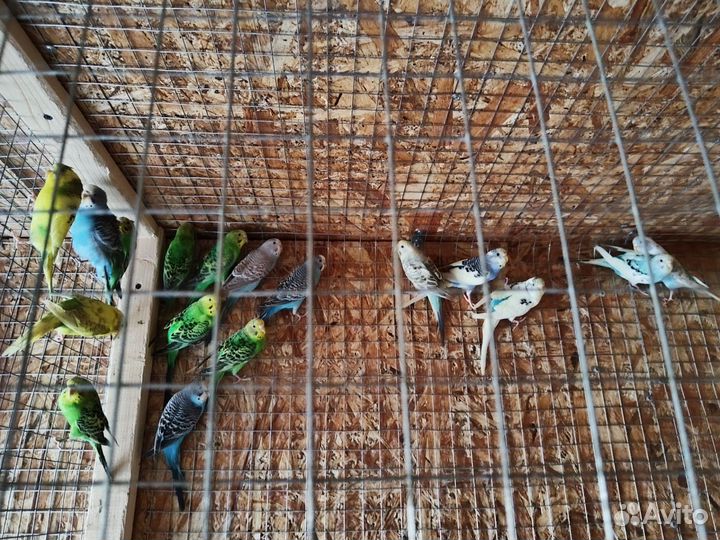 Птенцы волнистый попугай с клеткой