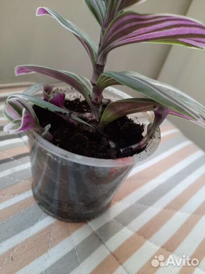 Традесканция розовая