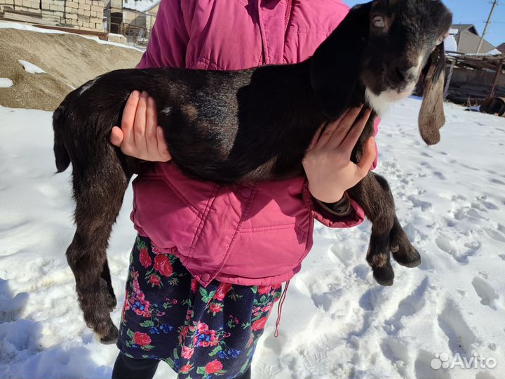 Англо-нубийские козлята