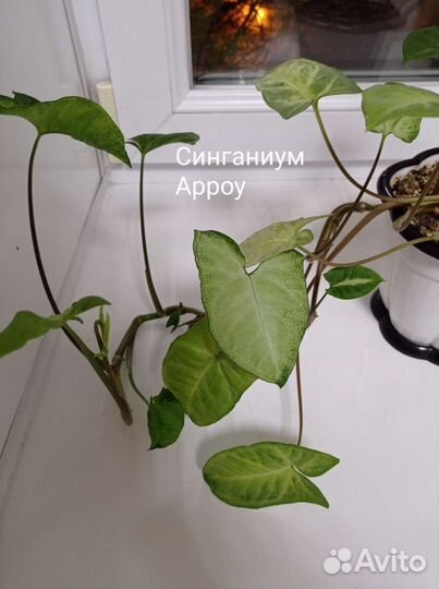 Сциндапсус Сипганиум Традесканция