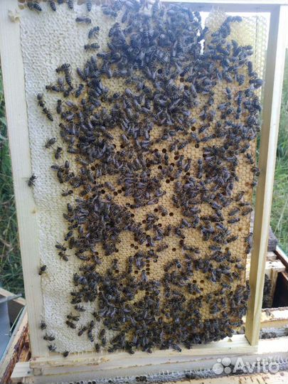 Пчелосемьи, пчелопакеты, пчелы, зимовалые матки