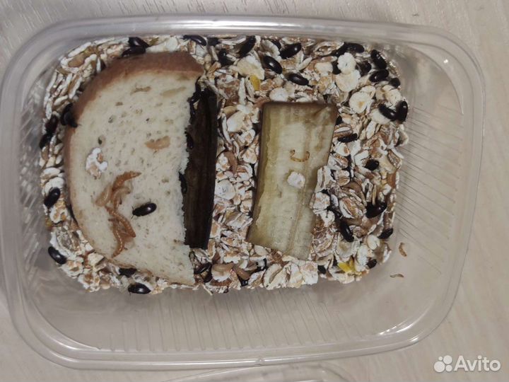 Корм для муравьев