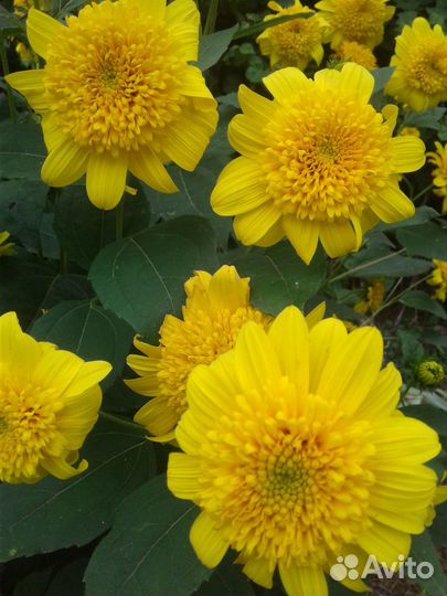 Ромашки разные и традесканция