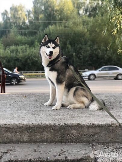 Щенки Сибирской хаски