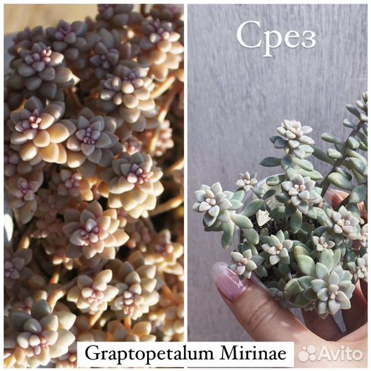 Суккуленты большой выбор