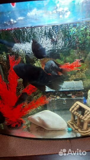 Цихлиды 4шт, бесплатно