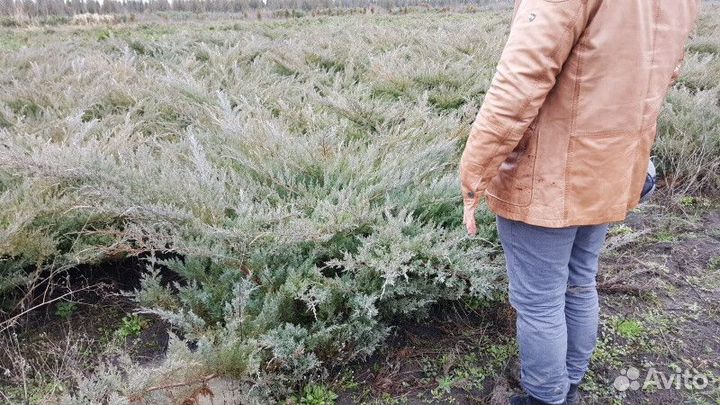 Можжевельник казацкий Высота от 25см