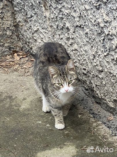 Кошка в дар