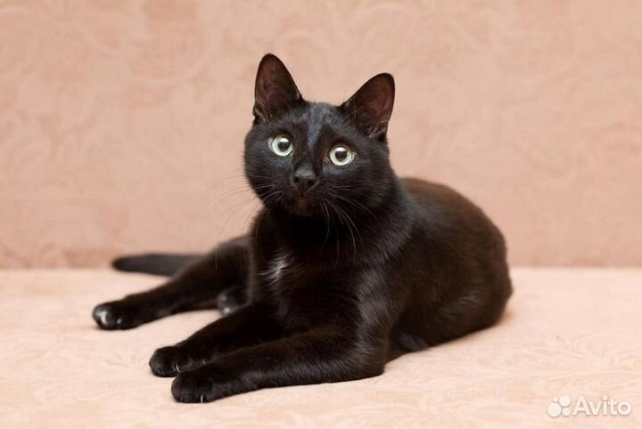 Глазастая, грациозная чёрная кошка Тайка