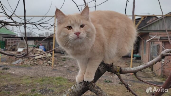 Кот Курильский бобтейл. Вязка