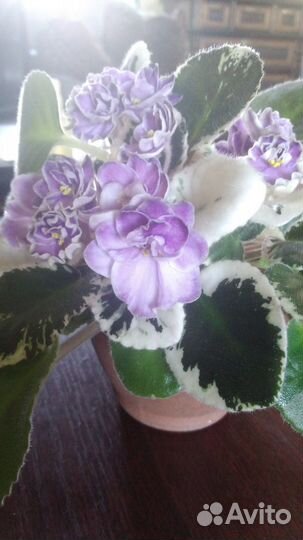 Цветущие сортовые фиалки