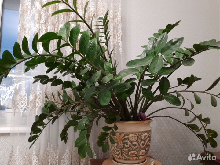 Замиокулькас