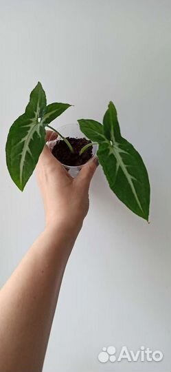 5 видов сингониум вендланда