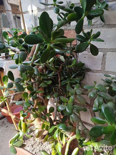 Крассула толстянка денежное дерево