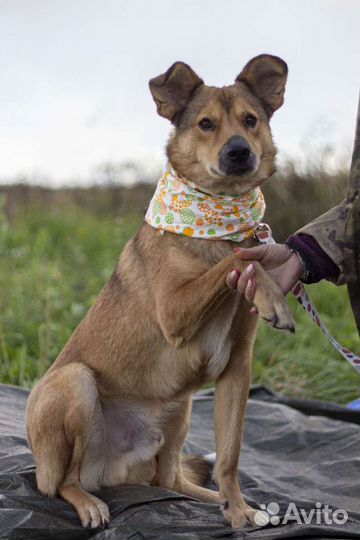 Собака Джек ищет дом и своего человека