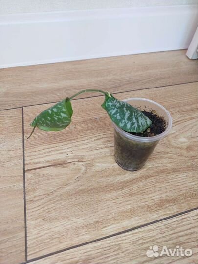 Хойи сортовые