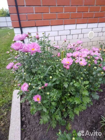 Цветы для дома и дачи