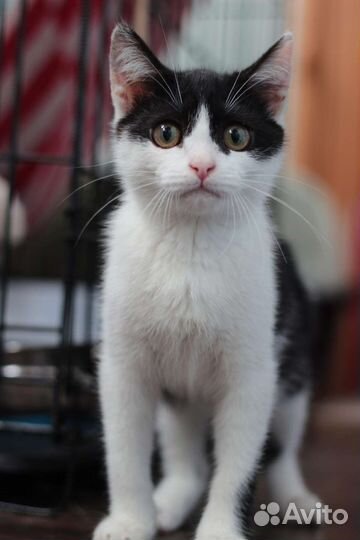 Котенок девочка
