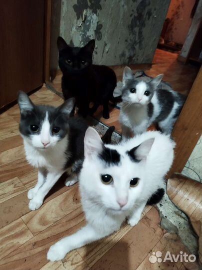 Отдам кошек в добрые руки