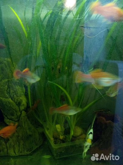 Продаются аквариумные рыбки