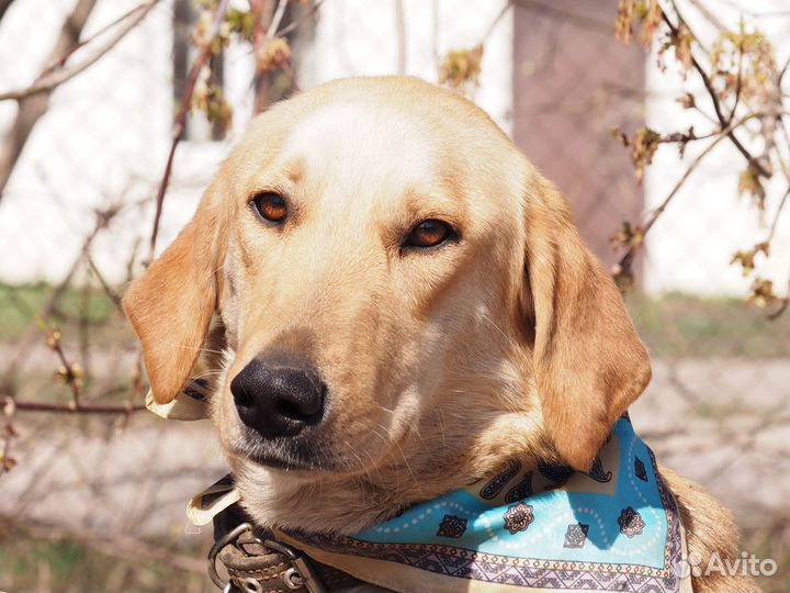 Собака Ляля