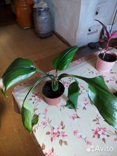 Спатифиллум, алоэ, герань, фикус, золотой ус и др