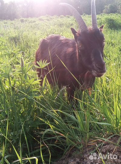 Козы и козлята