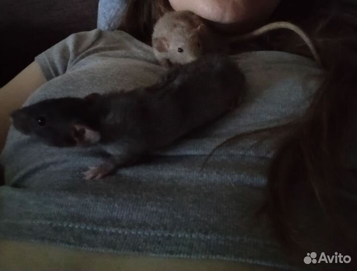 Крысята дамбо рекс + клетка(и все остальное)