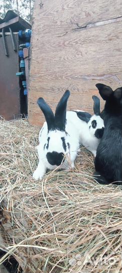 Немецкий пестрый великан