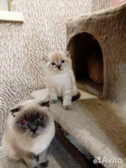 Кошки породистые