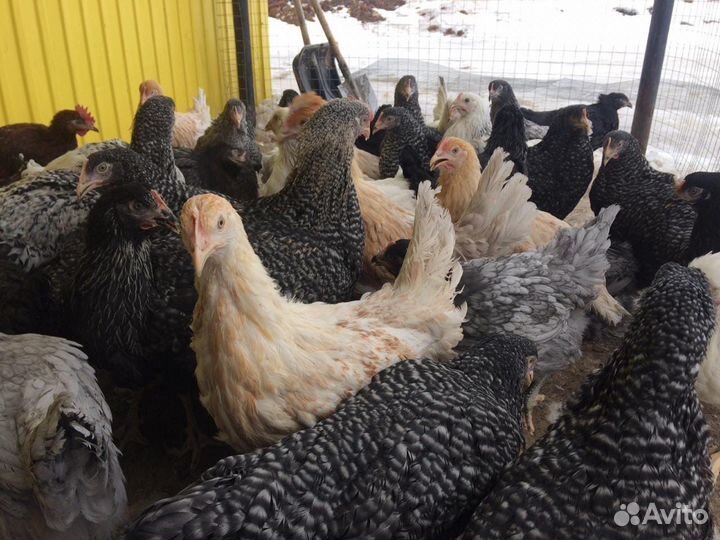 Куры Несушки