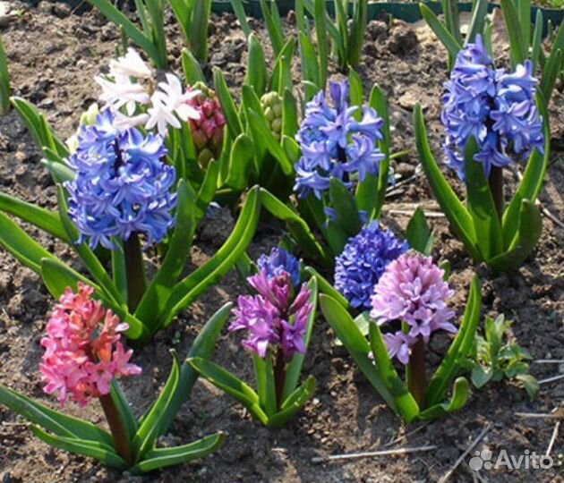 Гиацинты(луковицы)