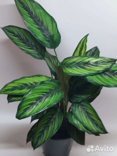 Калатея пинстрайп