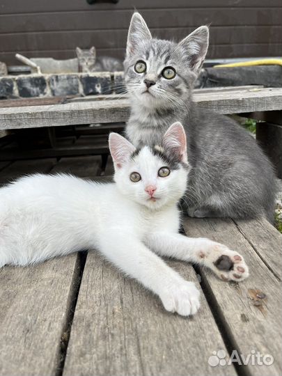Котята