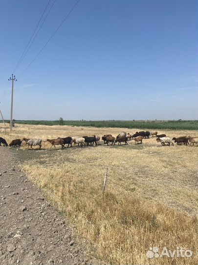 Баранчики и ярки