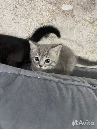 Котята