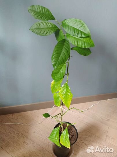 Лимонное дерево