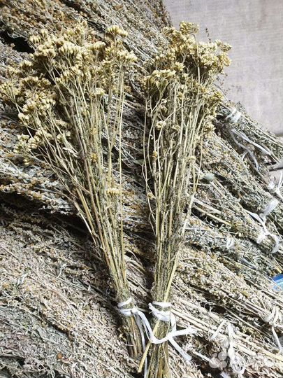 Веники тысячелистник