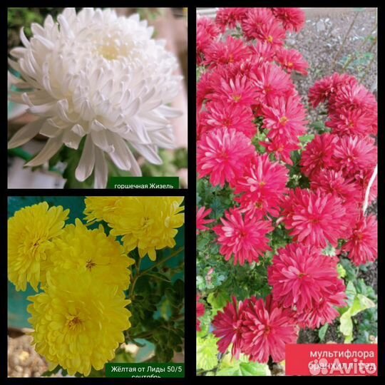 Хризантемы в саду