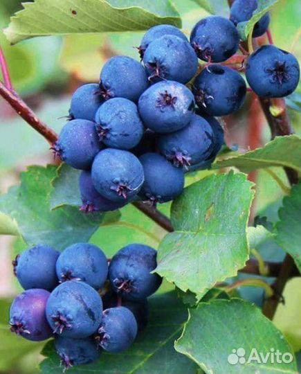 Ирга саженцы