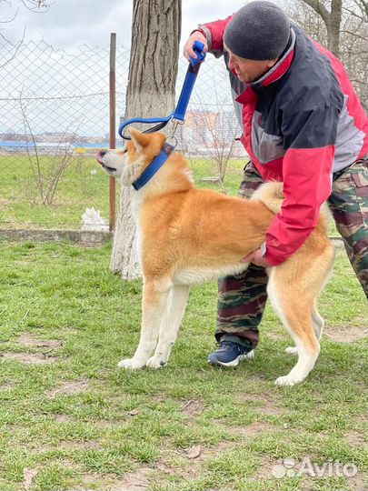 Кобель Акита ину (вязка)