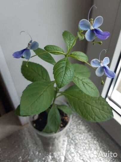 Клеродендрум угандийский