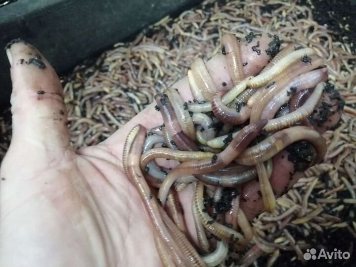 Натуральный биогумус от червей