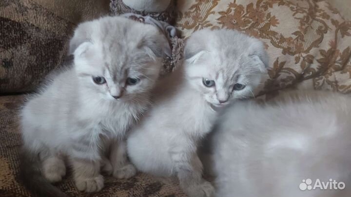 Шотландские котята блю поинт