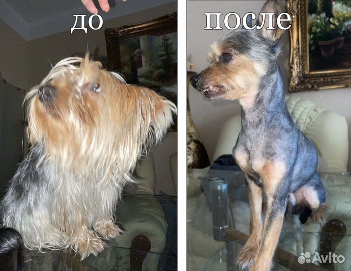 Груминг собак и кошек