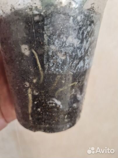 Подросток спатифиллума Спилт Милк Гофра